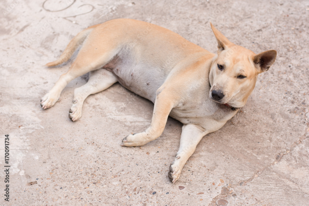 Dog sitting on a concrete floor
