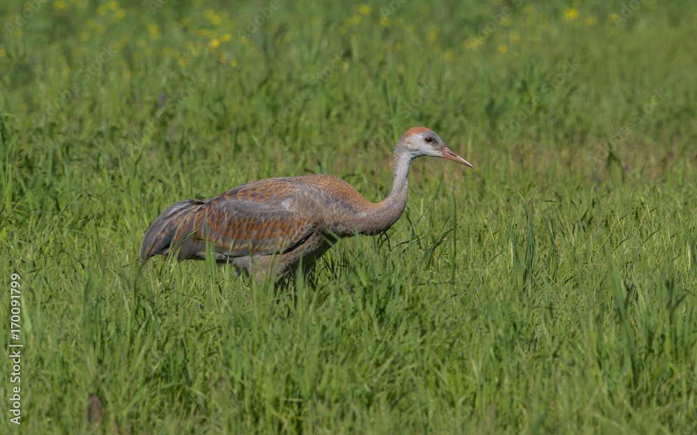 Obraz premium Sandhill Crane Colt