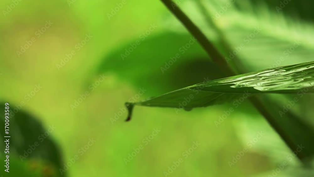 Morning monsoon rain drops on lush green leaf