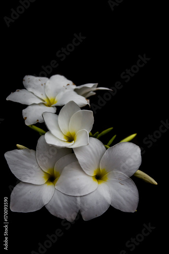 White flowers background black in the evening at Surat Thailand © Stock.Foto.Touch