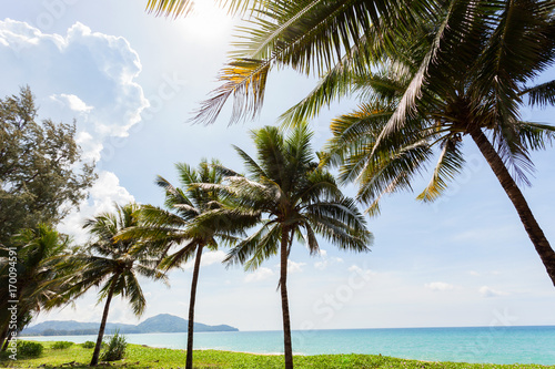 palm trees on the beach in summer season. © panya99