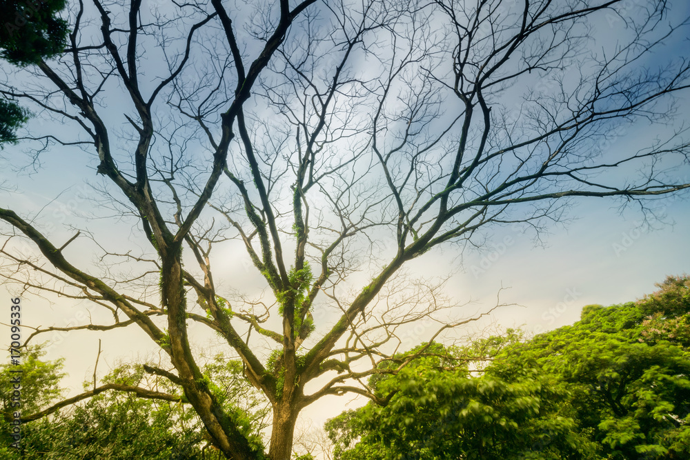 Tree with sky background.