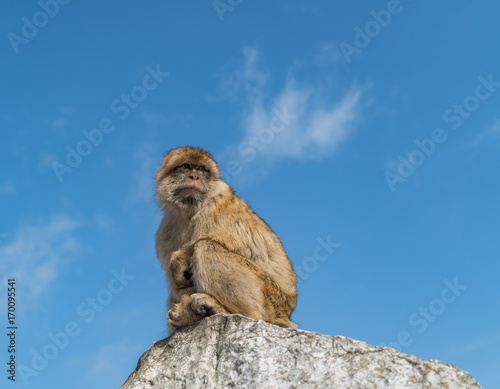 Monkeys of Gibraltar