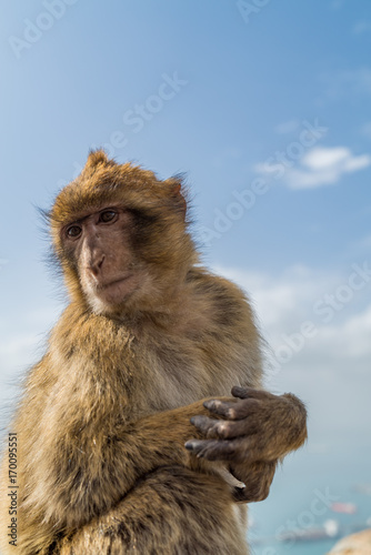 Monkeys of Gibraltar © Michael
