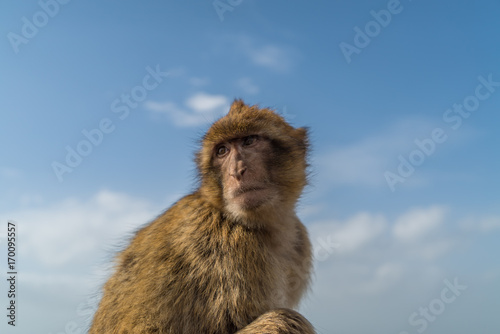 Monkeys of Gibraltar