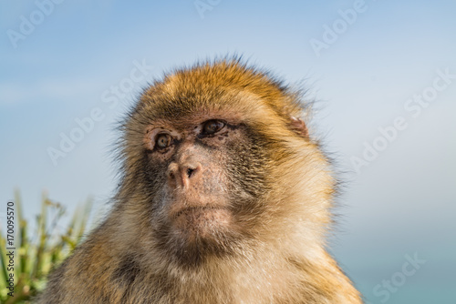 Monkeys of Gibraltar