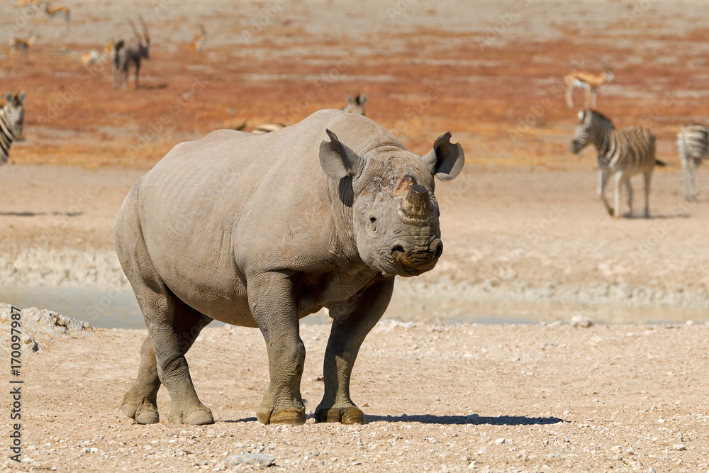 A black rhinoceros (Diceros bicornis) in natural habitat, Etosha National Park, Namibia. A black rhinoceros (Diceros bicornis) in natural habitat, Etosha National Park, Namibia.