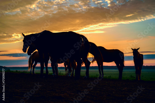 horses on the field graze at dawn