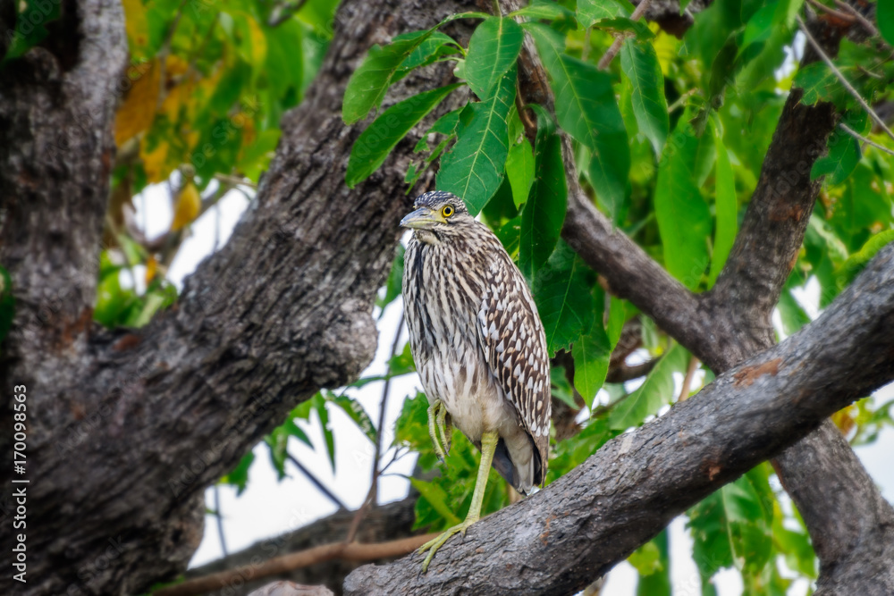 A funny looking bird on a tree branch at Corroboree Billabong, a pristine  wetland in Northern Territory, Australia Stock Photo | Adobe Stock