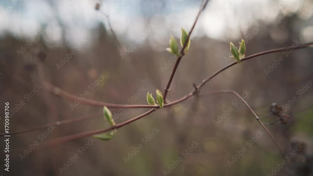 handheld shot of first jasmine buds in spring handheld shot of first jasmine buds in spring