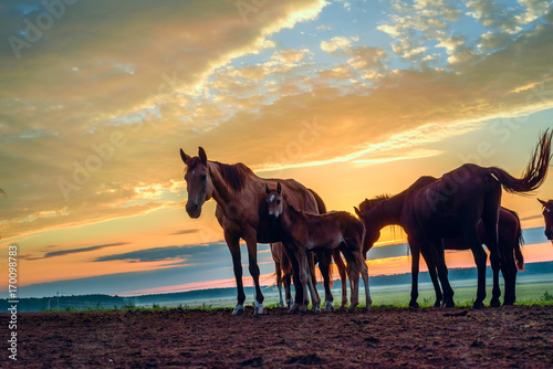 horses on the field graze at dawn