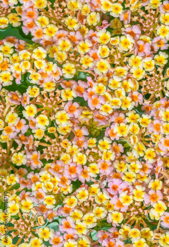 Abstract background of colorful flower  Lantana.
