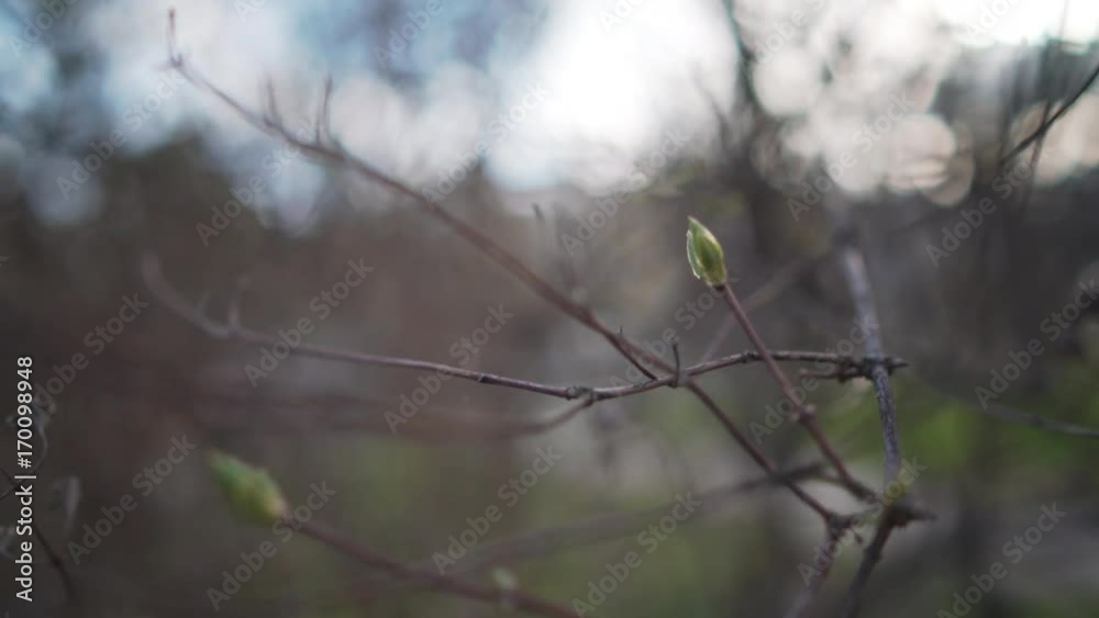 handheld shot of first jasmine buds in spring handheld shot of first jasmine buds in spring