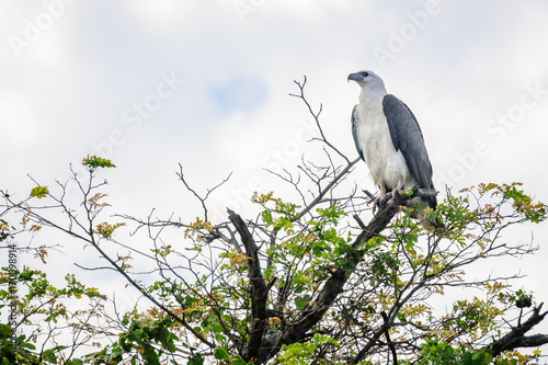 A white bellied sea eagle on top of a tree at Corroboree Billabong in Northern Territory, Australia, a pristine wetland and part of Mary River eco system. 