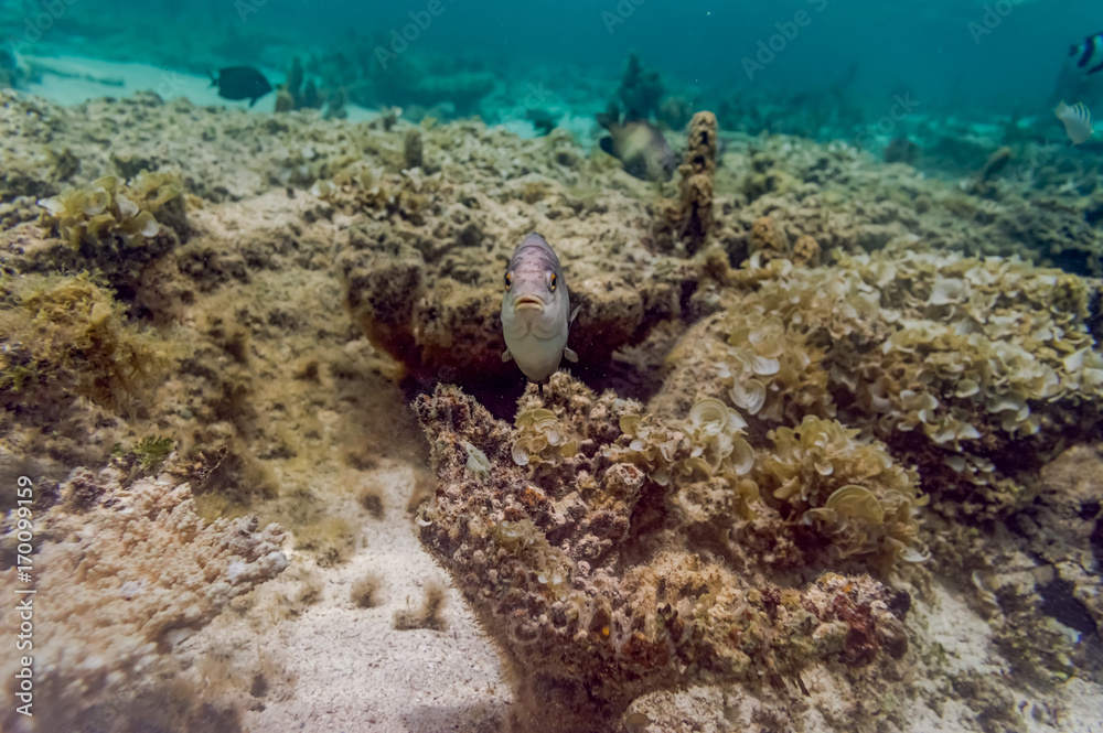 Fototapeta premium Fisch unterwasser in freier Natur auf Mauritius