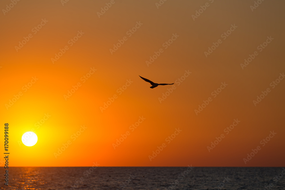 Seagull flies over the sea against the background of an orange sunset