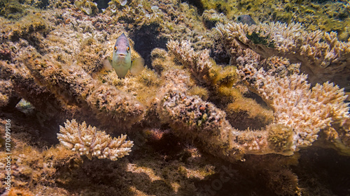 Fisch unterwasser in freier Natur auf Mauritius