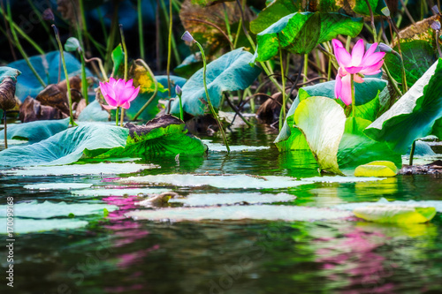 Sacred lotus with large pink flowers at Corroboree Billabong in Nothern Territory, Australia photo