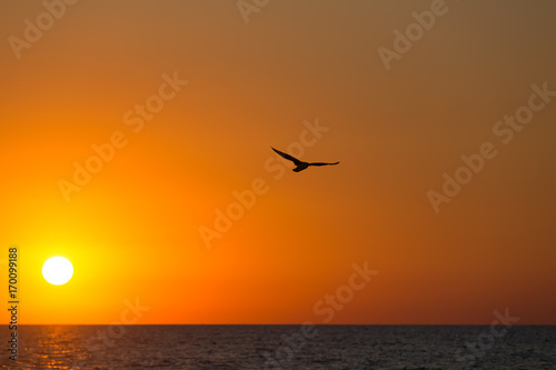 Seagull flies over the sea against the background of an orange sunset