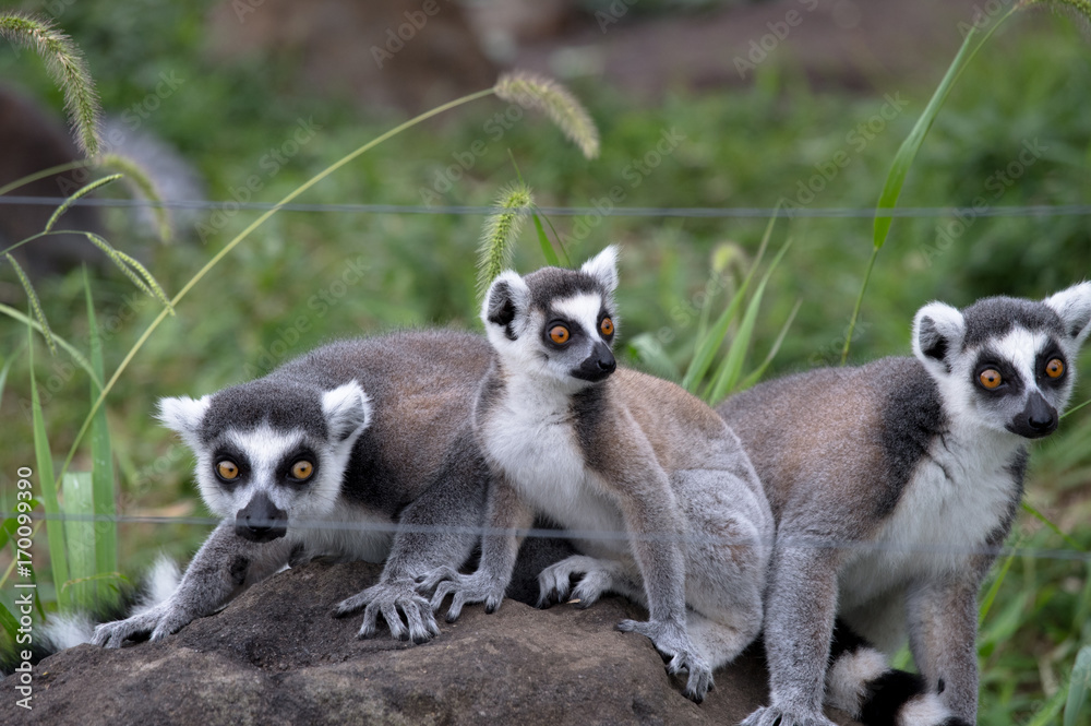 Obraz premium ワオキツネザルの３匹