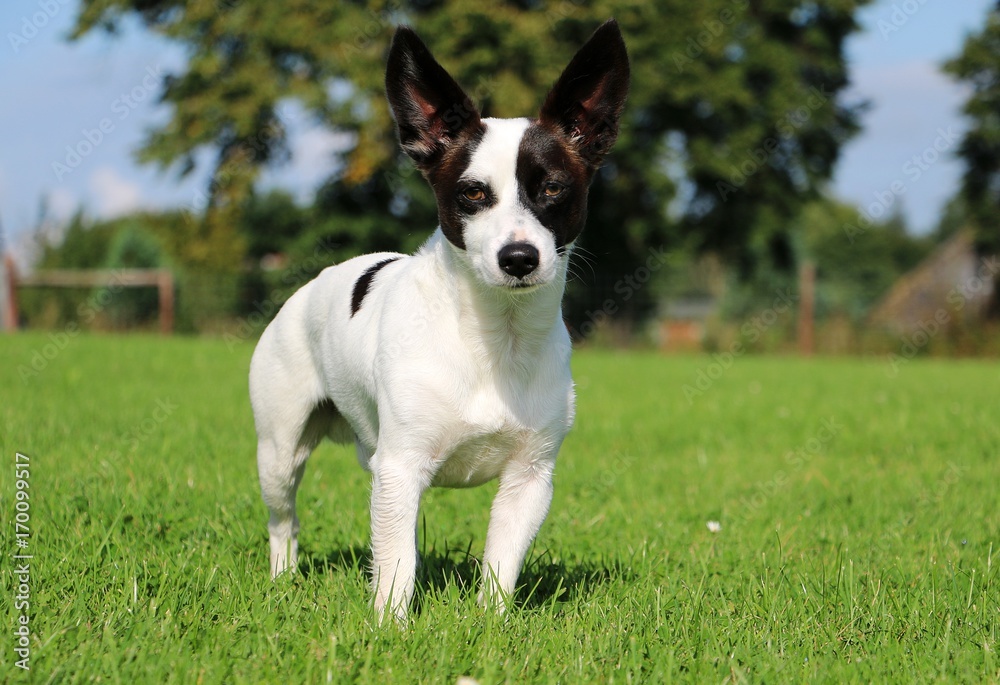 Jack Russel Mischling Portrait im Garten Jack Russel Mischling Portrait im Garten