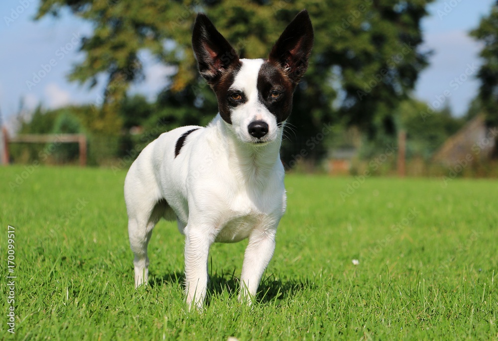 Jack Russel Mischling Portrait im Garten