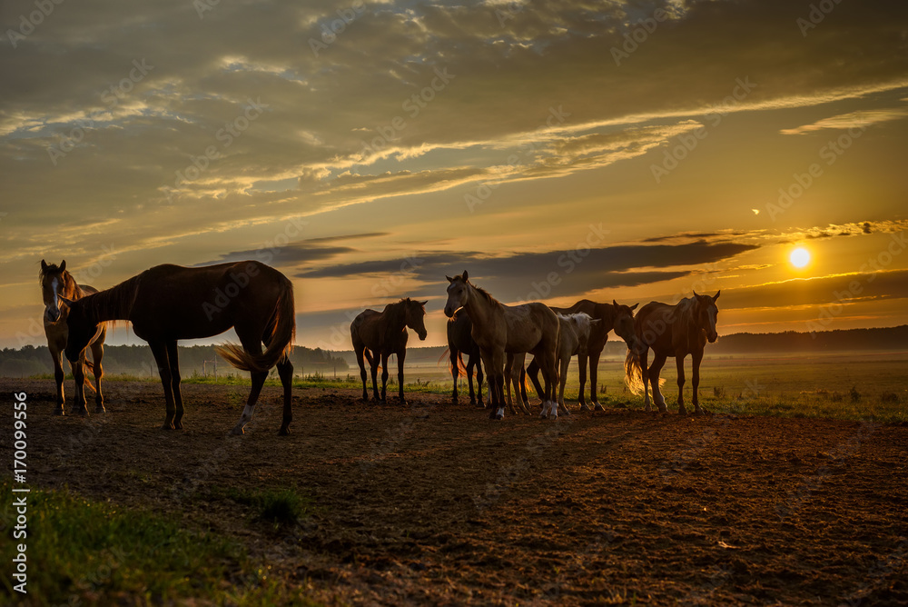 horses on the field graze at dawn