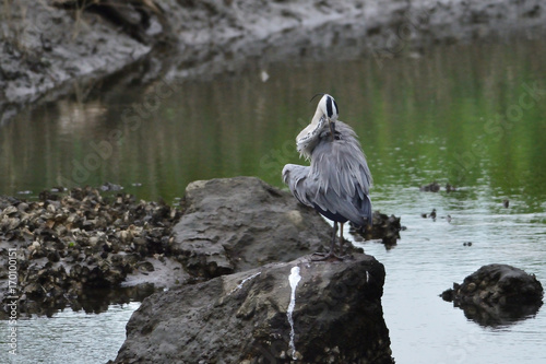 gray heron