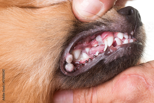 mouth ulcer on dog photo