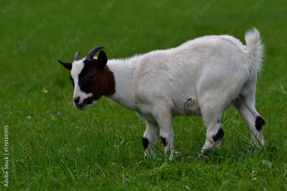 goats grazing the grass and fighting on the meadow goats grazing the grass and fighting on the meadow