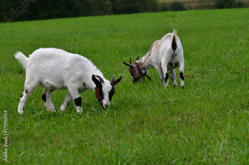 goats grazing the grass and fighting on the meadow 