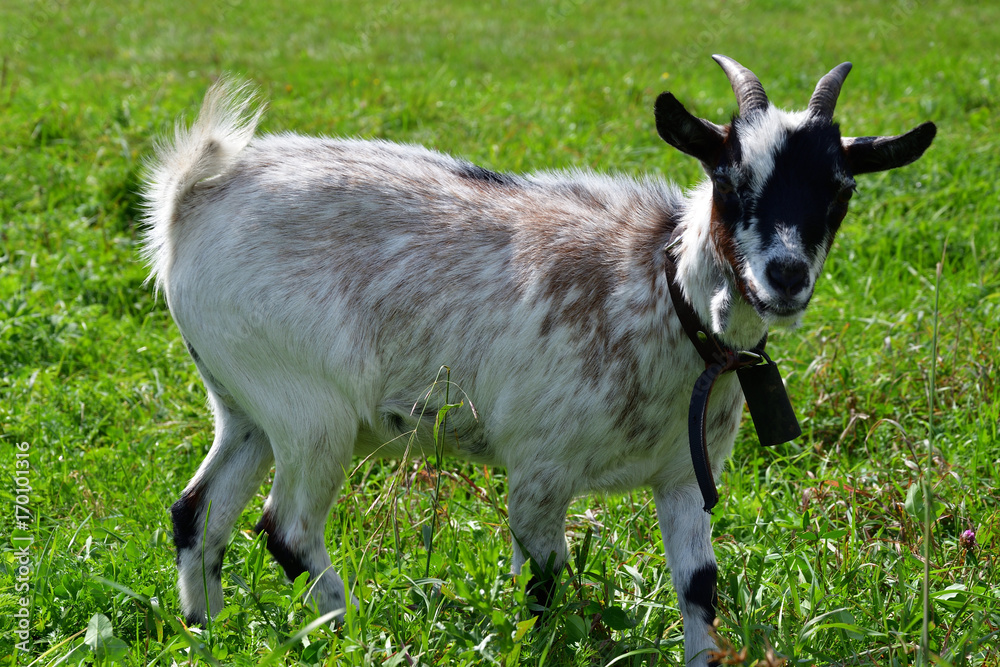 goats grazing the grass and fighting on the meadow goats grazing the grass and fighting on the meadow