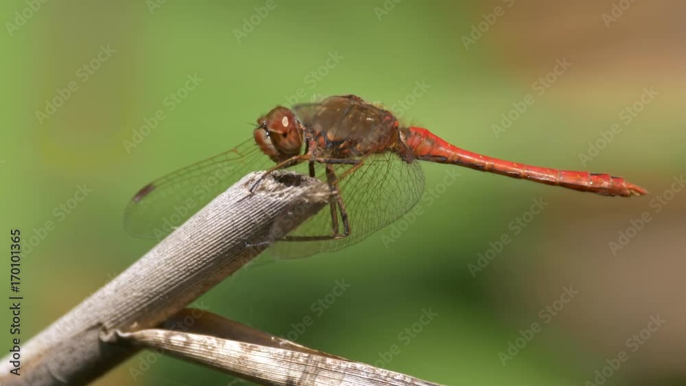 Vagrant darter (Sympetrum vulgatum) Vagrant darter (Sympetrum vulgatum)