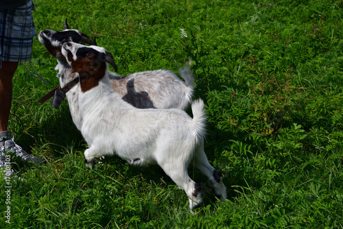 goats grazing the grass and fighting on the meadow 