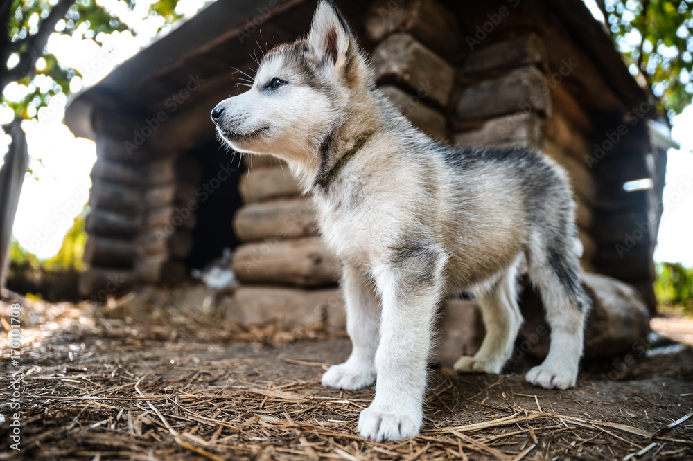 Obraz premium cute puppy alaskan malamute run on grass garden