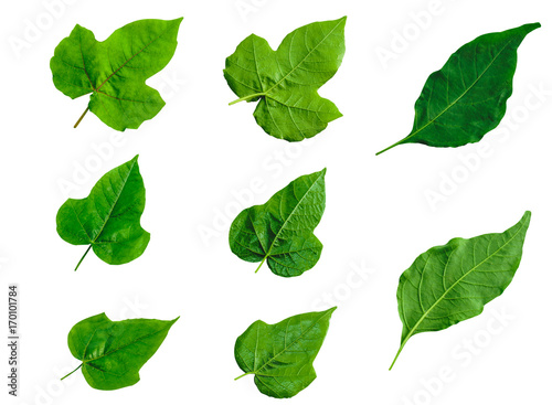 Leafs isolated on white background © Asawin