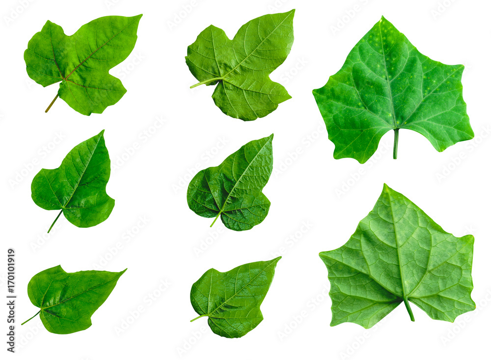 Fototapeta premium Leafs isolated on white background