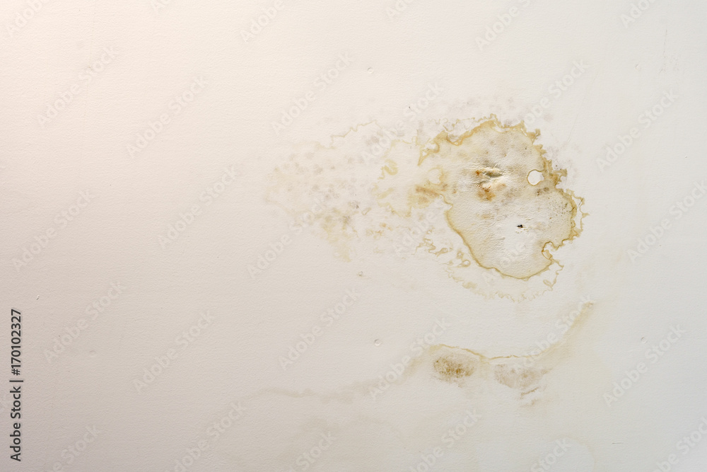 fungus and infection with began to decay on white ceiling or wall in the room because water leaking from the roof cause germs and sickness with asthma for dirty texture and background fungus and infection with began to decay on white ceiling or wall in the room because water leaking from the roof cause germs and sickness with asthma for dirty texture and background