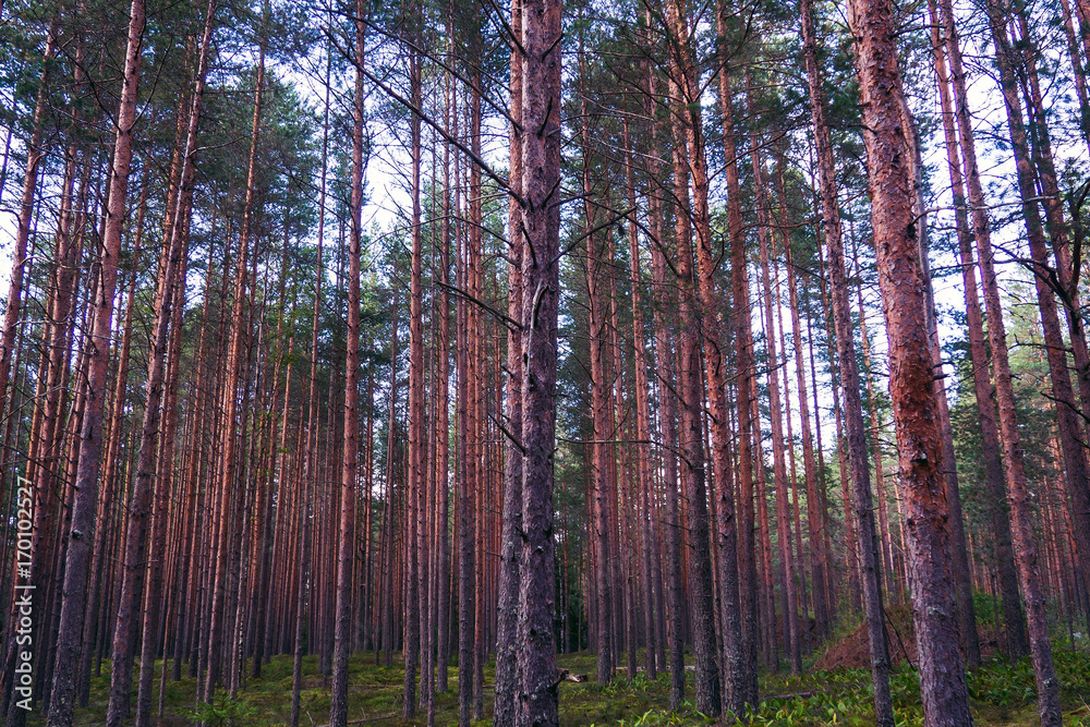 Pines mystical of evening. The mystical nature of the wild forest. The landscape of Northern coniferous trees with long trunks. Pines mystical of evening. The mystical nature of the wild forest. The landscape of Northern coniferous trees with long trunks.