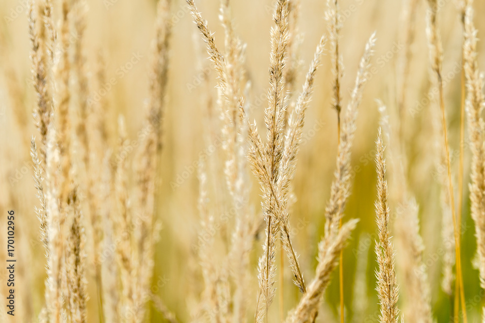 Fototapeta premium Dry grass blossoms in a meadow in autumn