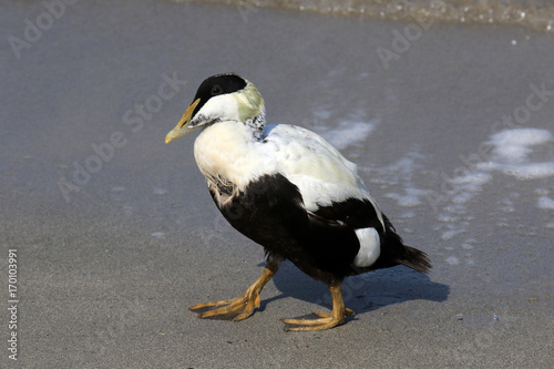 Am Strand laufender Eiderenten-Erpel