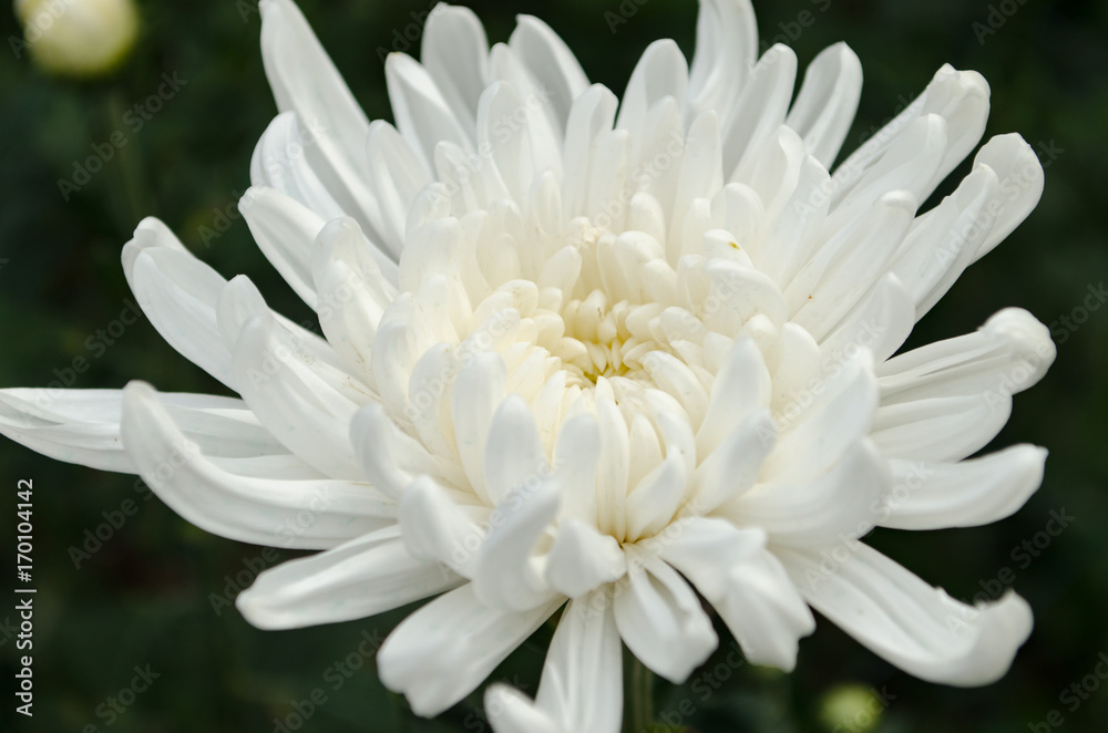 Close up The Beautiful White Chrysanthemum flowers by Taken at Doi Intanon, Chiang Mai, Thailand. Close up The Beautiful White Chrysanthemum flowers by Taken at Doi Intanon, Chiang Mai, Thailand.