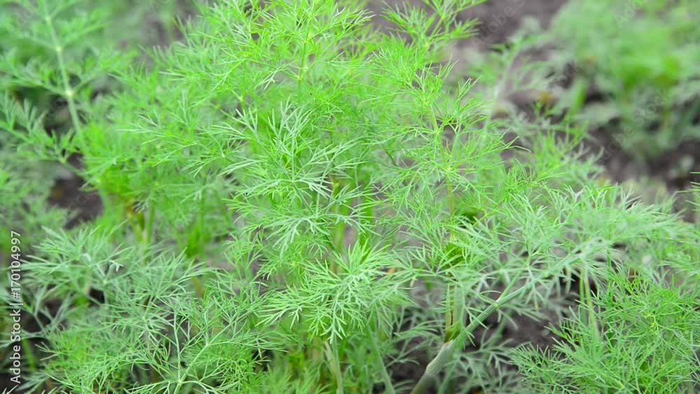 Young fennel in garden Young fennel in garden
