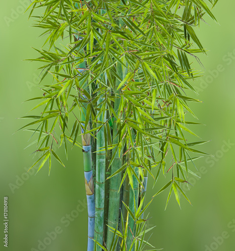 Fototapeta Naklejka Na Ścianę i Meble -  touffe de bambous, fond vert 
