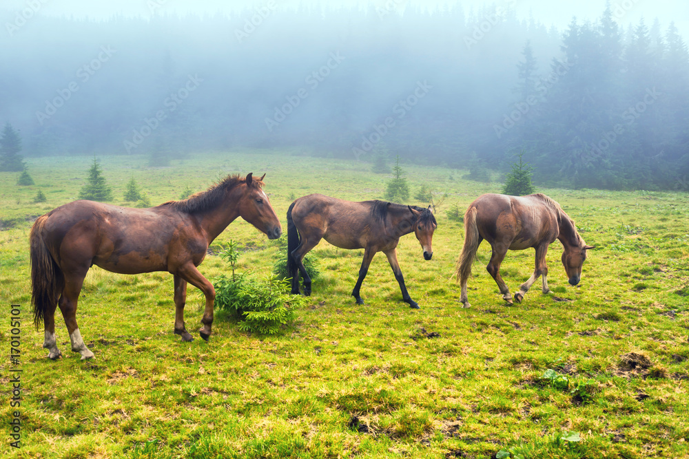 Herd of running brown horses