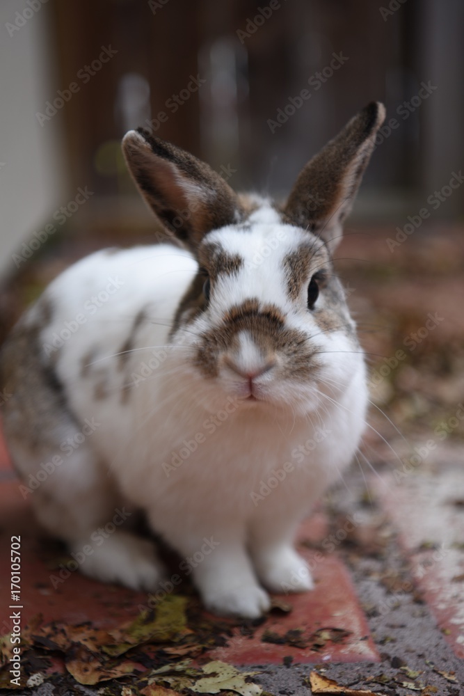 Fat Rabbit Fat Rabbit
