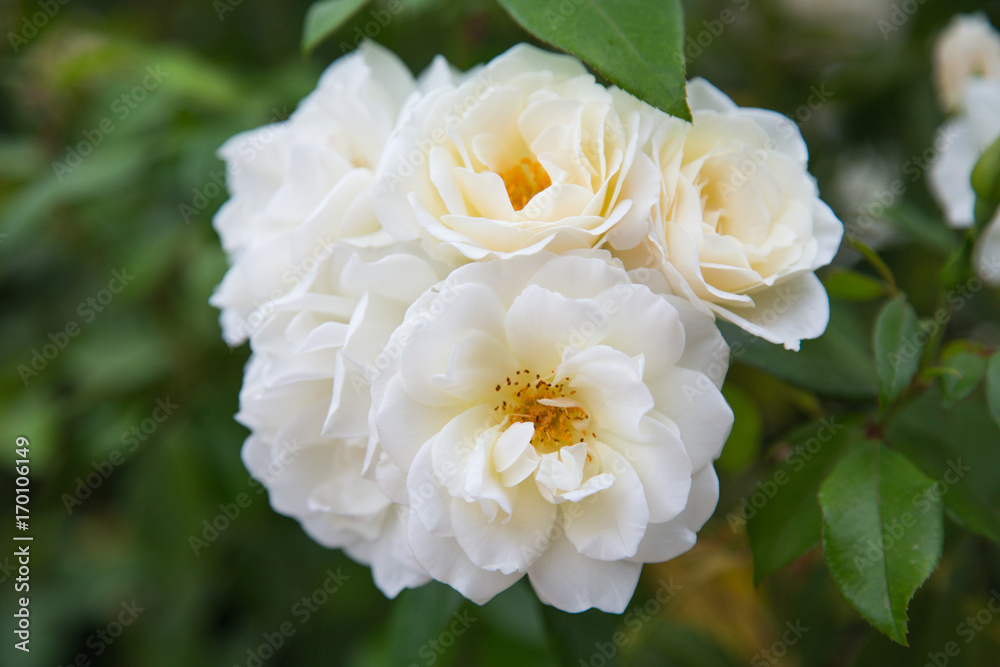 Rose blanche Rose blanche