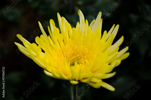 Close up The Beautiful Yellow Chrysanthemum flowers by Taken at Doi Intanon, Chiang Mai, Thailand.