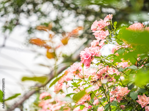 Pink roses bush with blurry bokeh and garden background.