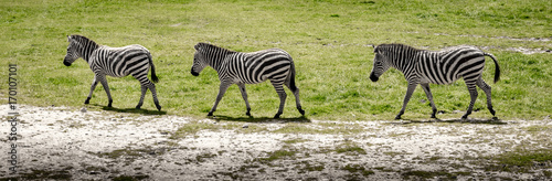 Zebra